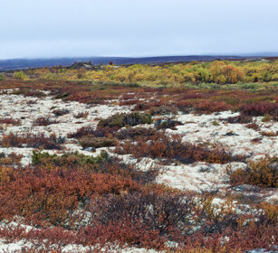 tundra parco nazionale di Dovrefjell, Dovrefjell NP