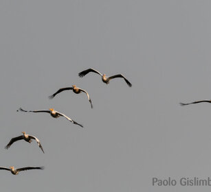 Pellicani (Pelecanus onocrotalus), Pelicans lago Zway, lake Zway