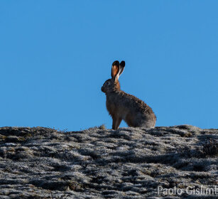 Lepre di Stark (Lepus starki) Ethiopian Highland Hare, Sanetti plateau