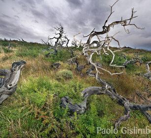 Faggi australi (Nothofagus sp.) PN Torres del Paine, Cile