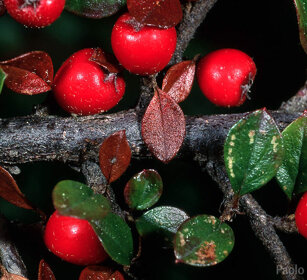 bacche di Cotoneaster, berries Torino