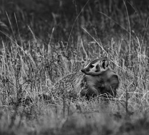 Tasso, Badger. Yellowstone