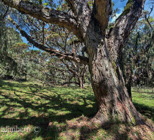 foresta di Dinsho, Dinsho forest