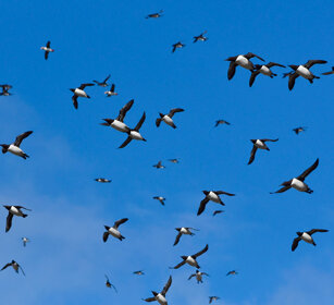 Urie, Guillemots Norvegia, Hornoia. Norway, Hornoia Urie, Guillemots Norvegia, Hornoia. Norway, Hornoia