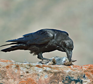 Corvo imperiale (Corvus corax tingitanus), Raven Fuerteventura, parque Rural
