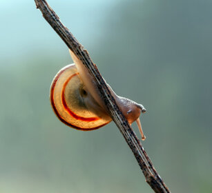 Cepaea nemoralis Grove Snail or Brown-lipped Snail, Oulx (To)