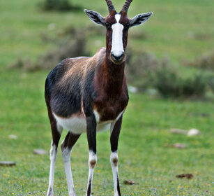 Antilope dorcade (Damaliscus pygargus), Bontebok Riserva naturale De Hoop, De Hoop natural reserve
