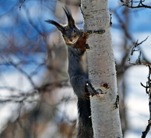 Scoiattolo rosso, Red Squirrel Finlandia, Finland