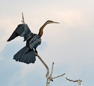 Aninga africana Uganda