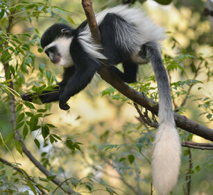 giovane Guereza bianco e nero (Colobus guereza) juvenile Abyssinian Black-and-white Colobus monkey, lago Awasa, lake Awasa