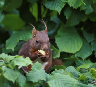Scoiattolo rosso (Sciurus vulgaris), Red Squirrel Frossasco (To)