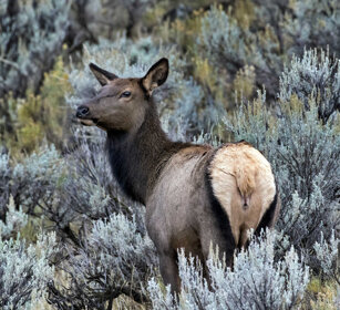 femmina di Cervo canadese, female Wapiti PN di Yellowstone, Yellowstone NP