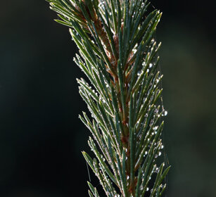 ramo d'Abete rosso (Picea abies), Spruce