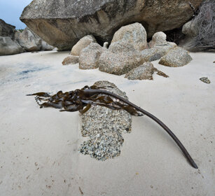 Kelp Boulders Beach