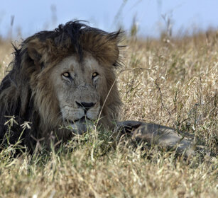 Leone (Panthera leo), Lion parco nazionale del Serengeti, Serengeti NP