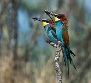 Gruccioni (Merops apiaster) Bee-eaters Gruccioni (Merops apiaster) Bee-eaters