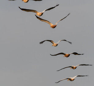 Pellicani (Pelecanus onocrotalus), Pelicans lago Zway, lake Zway