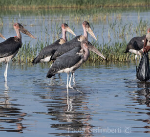 ragazzo tra Marabù, a boy among Marabou Storks lago Awasa, lake Awasa