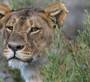 Leonessa, Lioness Etosha NP