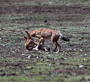 Lupi del Simien juv. (Canis simiensis) Simien Wolves juv., Sanetti plateau