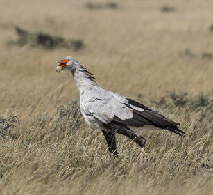 Uccello Serpentario (Sagittarius serpentarius) Secretary Bird, Etosha NP