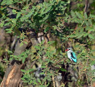 Martin pescatore di bosco (Halcyon senegalensis) Woodland Kingfisher, lago Tana, lake Tana