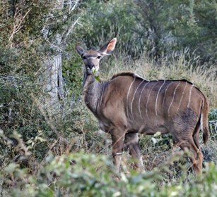 Cudù maggiore (Tragelaphus strepsiceros) Greater Kudu, Etosha NP