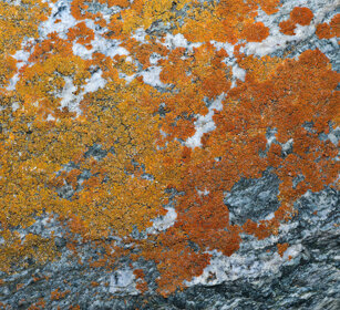 licheni, lichens