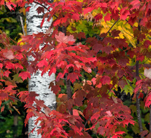 Foliage Fjords Saguenay NP