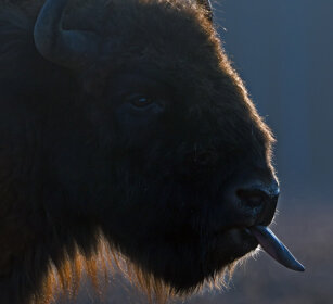 Bisonte europeo (Bison bonasus), European Bison Polonia, Poland