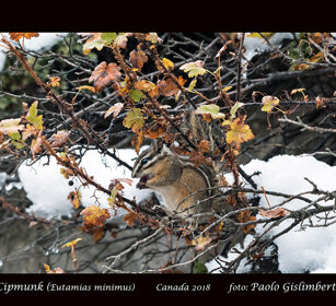 Cipmunk minore, Squirrel Canada Cipmunk minore, Squirrel Canada