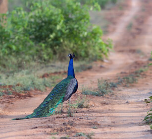 Pavone (Pavo cristatus), Peacock Nagarhole NP, Karnataka