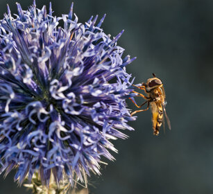 Sirfide (Scaeva sp), Hoverfly