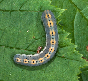 bruco di Calophasia platyptera, caterpillar