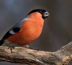 Ciuffolotto m. (Pyrrhula pyrrhula), male Bullfinch Polonia, Poland