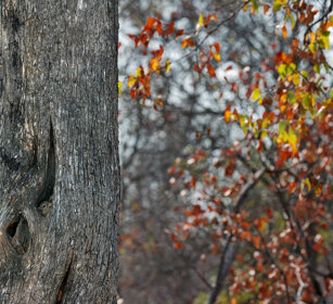 Scoiattolo di Smith (Paraxerus cepapi) nella tana Smith's Bush Squirrel in its hiding place, Kruger NP