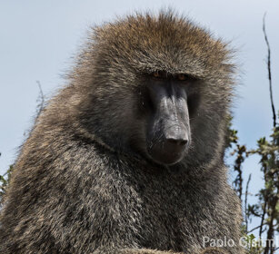 Babbuino anubino (Papio anubis), Olive Baboon Bale mountains