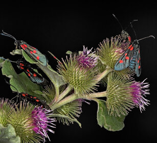 Zigene dell'angelica (Zygaena filipendulae) Six-spot Burnets