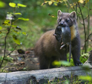 Martora (Martes martes), Marten Bayerischerwald NP