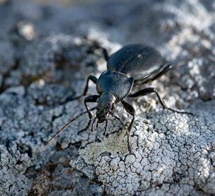 Carabo coriaceo Carabus coriaceus