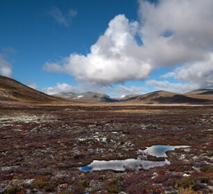 paesaggio, landscape parco nazionale di Dovrefjell, Dovrefjell NP