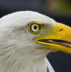Aquila di mare testabianca, Bald Eagle Haliaeetus leucocephalus