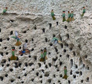 Gruccione golarossa Uganda