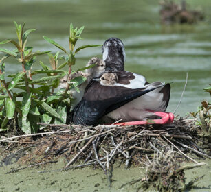 Cavaliere d'Italia (Himantopus himantopus) Black-winged Stilts, Racconigi (Cn)