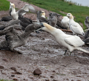 Gannets: feeding time Bonaventura island, Gaspesie NP