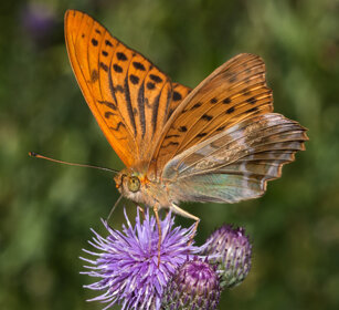 Pafia (Argynnis paphia), Silver-washed Fritillary