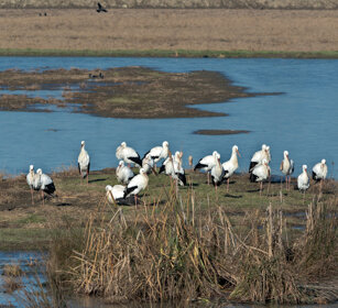 Cicogne bianche (Ciconia ciconia), White Storks Racconigi (Cn)