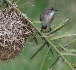 Pigliamosche di palude Uganda