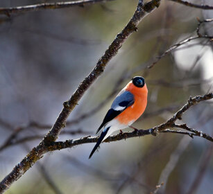 Ciuffolotto, Bullfinch Finlandia, Finland