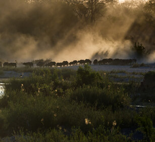 Bufali africani (Syncerus caffer) African Buffalos, Sabie river, Kruger NP